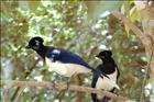 8 Iguazu Falls